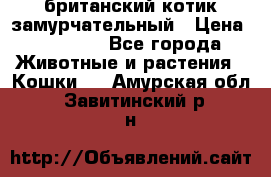 британский котик замурчательный › Цена ­ 12 000 - Все города Животные и растения » Кошки   . Амурская обл.,Завитинский р-н